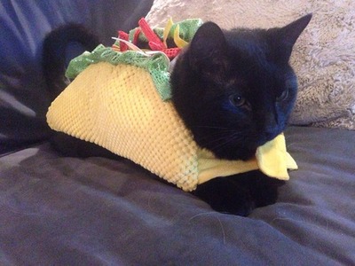 _images/tacocat.jpg