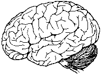 A picture of human brain