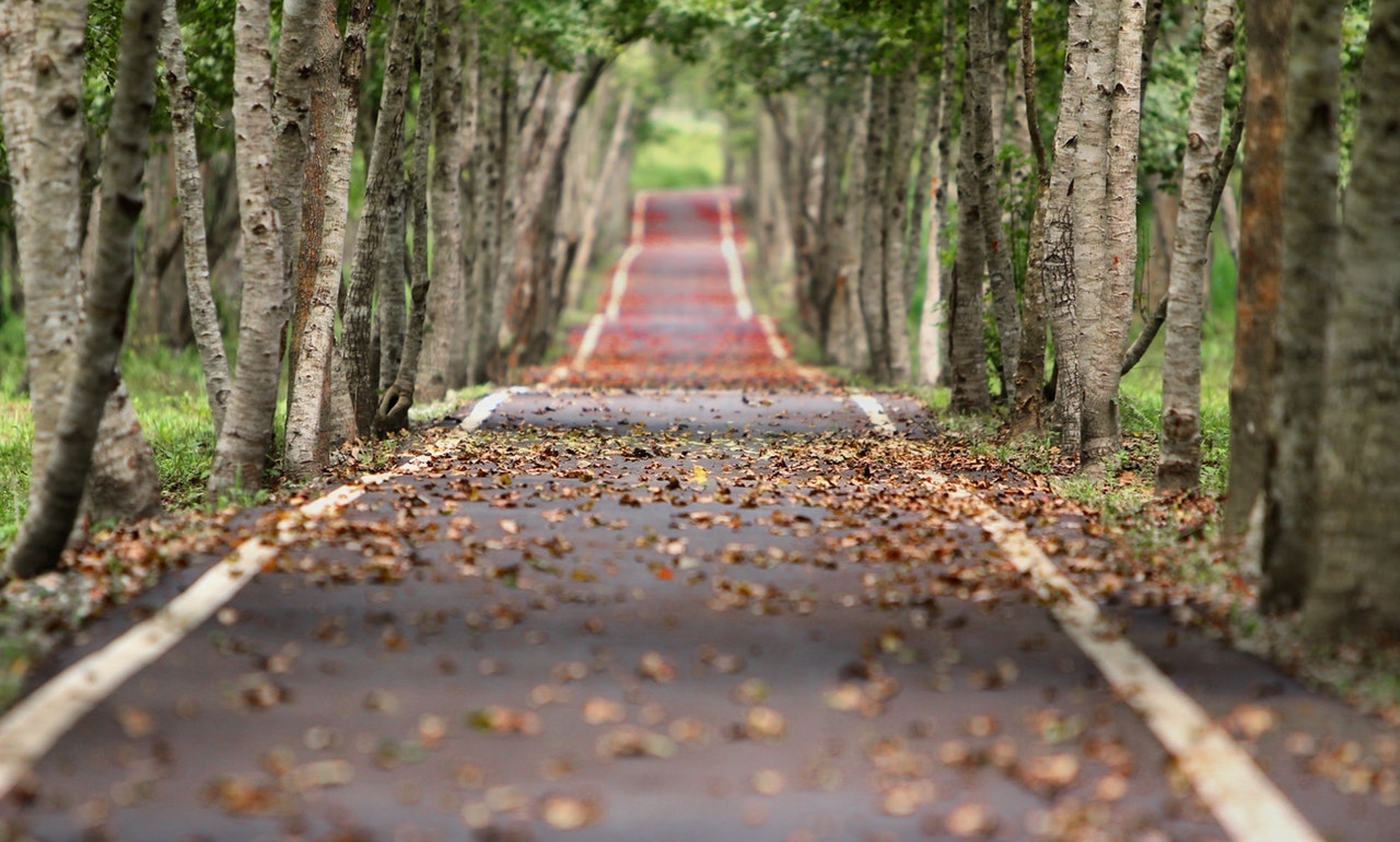 Path