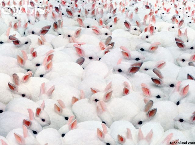 ./cs2120/img/bunnies.jpg