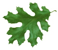 Oak Leaf