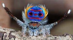 rainsbow spider rainbow spider