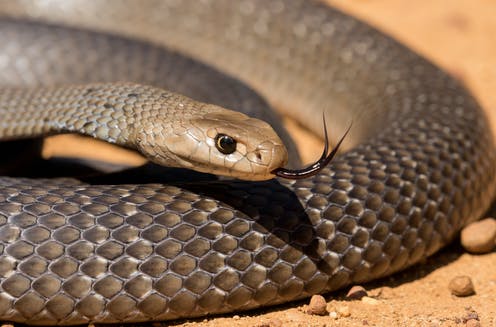 brown snake