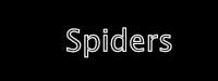 “Spider