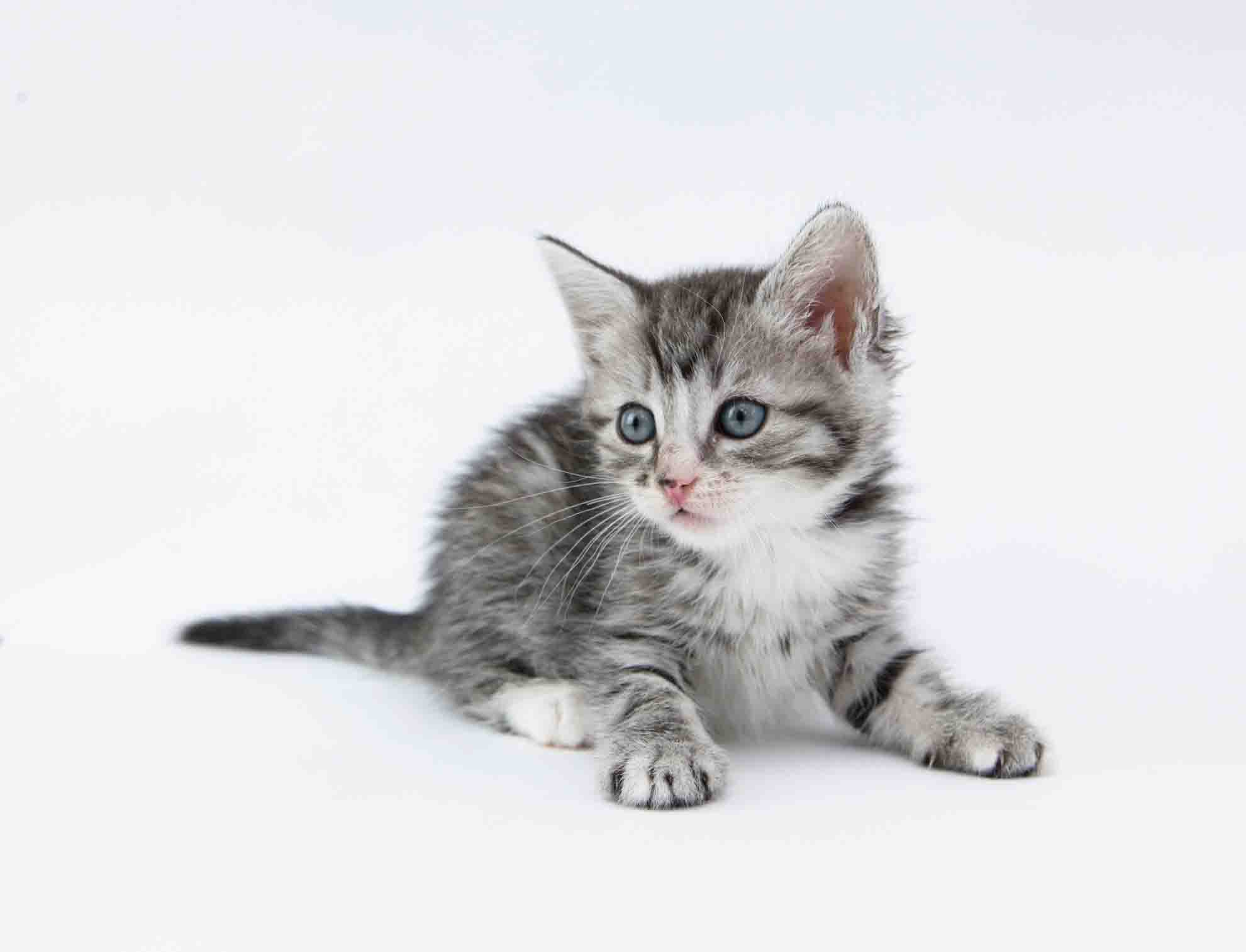 Gray baby kitten lying down!